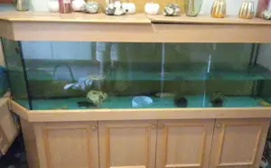 Axolotl-Gruppe