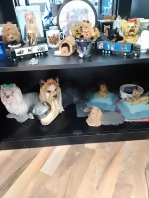 Yorkshire Terrier Sammlung zu verkaufen 