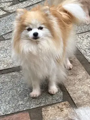 Bildschöne ältere kleine Pomeranian Hündinnen suchen ihr Traumzuhause ab 300. Euro Schutzgebühr