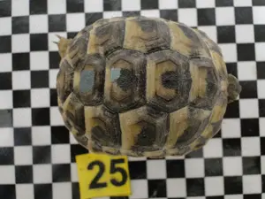 Griechische Landschildkröten Bild 3