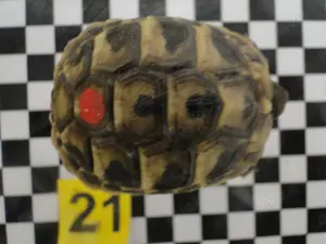 Griechische Landschildkröten