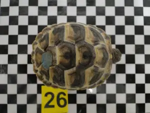 Griechische Landschildkröten Bild 6