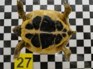 Griechische Landschildkröten Bild 8