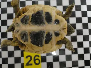 Griechische Landschildkröten Bild 9