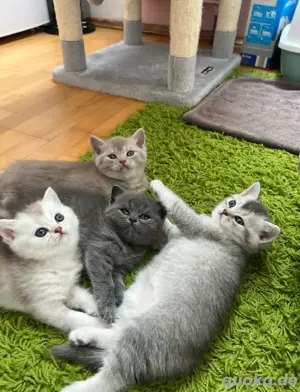 Wunderschöner Deckkater BKH Bild 6