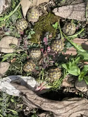 Griechische Landschildkröten NZ 2024