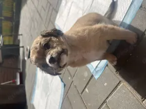 4 Chihuahua Mischlinge zu verkaufen 