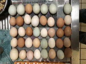 Frische Eier abzugeben
