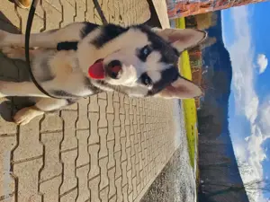 Serbian Husky 