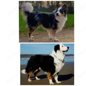Wunderschöne Australian Shepherd Deckrüden Showlinie (kein Verkauf)