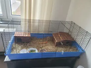 2 weibliche Meerschweinchen mit Kaefig Zubehoer alles inclusive