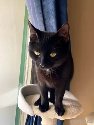Kater sucht ein liebevolles Zuhause 