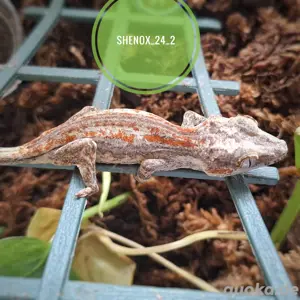 Rhacodactylus Auriculatus Höckerkopfgecko Gargoylgecko DNZ 2024