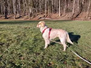 English Setter Hündin