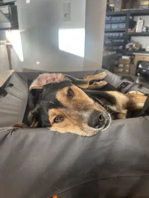 Monty sucht sein für immer Zuhause!   