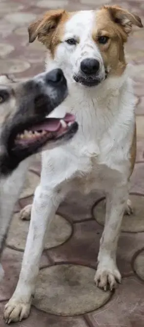 Rio, perfekter Familienhund Bild 5