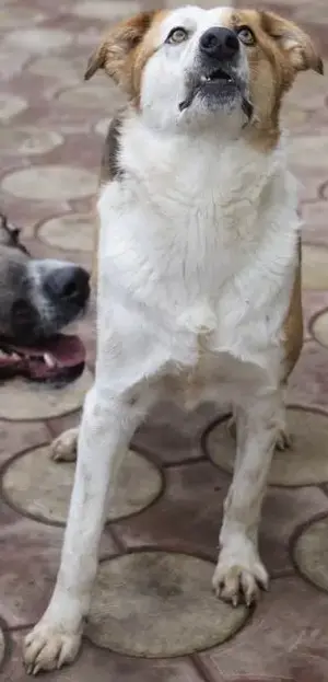 Rio, perfekter Familienhund Bild 3