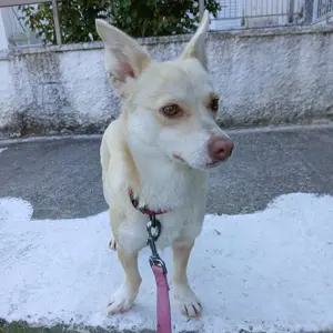 Emelia (Hündin) - sucht ein Zuhause   eine Pflegestelle Bild 6