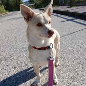 Emelia (Hündin) - sucht ein Zuhause   eine Pflegestelle Bild 3