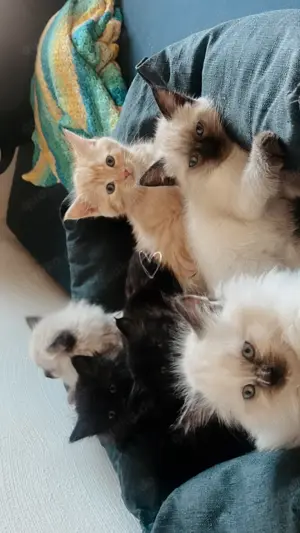 Süße Katzenbabys suchen ein liebevolles Zuhause!