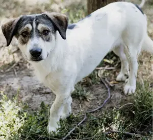 Chaplin, sucht erfahrene Menschen
