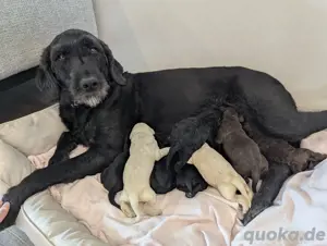 Labradoodle Welpen 