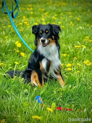 Australian Shepherd Deckrüde Black Tri *kein Verkauf*