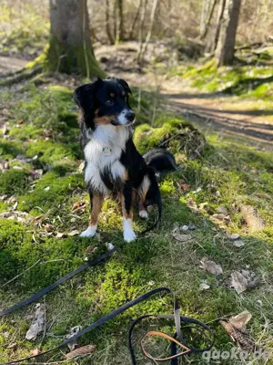 Australian Shepherd Deckrüde Black Tri *kein Verkauf* Bild 4