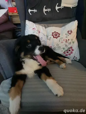 Australian Shepherd Deckrüde Black Tri *kein Verkauf* Bild 2