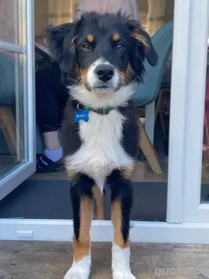 Australian Shepherd Deckrüde Black Tri *kein Verkauf* Bild 3