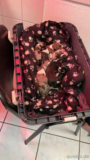 Australian Shepherd Deckrüde Black Tri *kein Verkauf* Bild 5