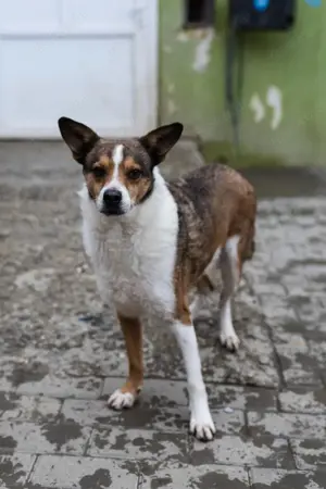 Tobby-Yoda, möchte lernen zu Vertrauen