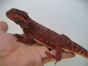 Bartagame Männchen Bock - Red Monster Leatherback het Hypo Nachzucht Nr.4 - sehr rot - handzahm 