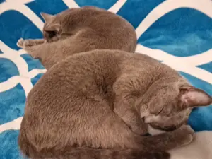 Urlaubsbetreuung für 2 Katzen