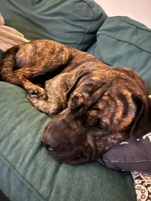 Shar Pei mix sucht sein Körbchen!