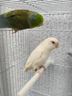 Sperlingspapageien Pärchen 