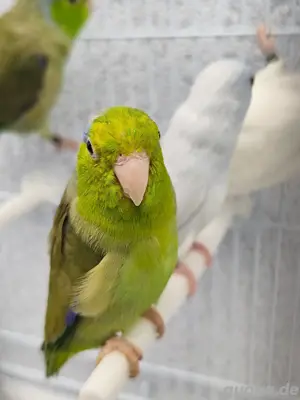 Sperlingspapageien Pärchen 