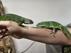 1.1 Fidschileguan Brachylophus fasciatus