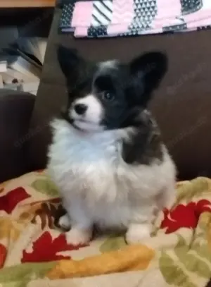 Papillonwelpe mit Ahnentafel 