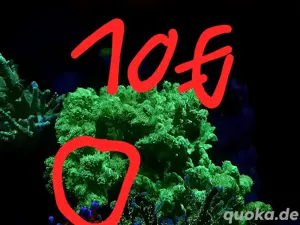 Korallen Ableger Hydnophora Exesa