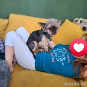 Koda - kennt kinder und Katzen 