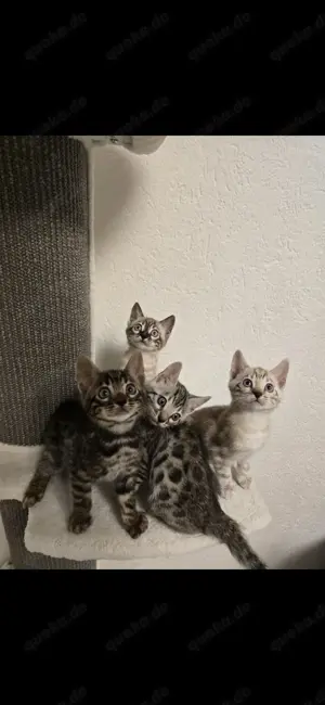 Bengal Kitten Reinrassig