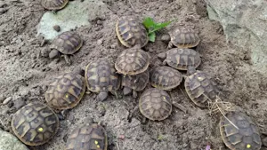 Griechische Landschildkröten NZ2024