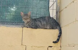 MIRIAM - sehr liebenswert, etwas schüchtern Bild 7