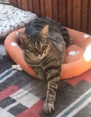 MIRIAM - sehr liebenswert, etwas schüchtern Bild 10