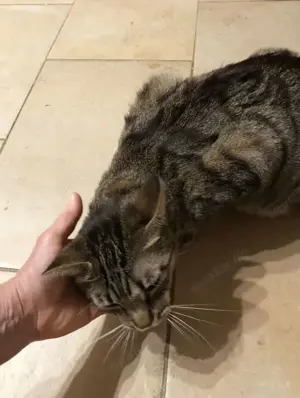 MIRIAM - sehr liebenswert, etwas schüchtern Bild 9