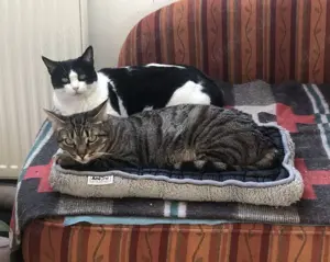 MIRIAM - sehr liebenswert, etwas schüchtern Bild 8