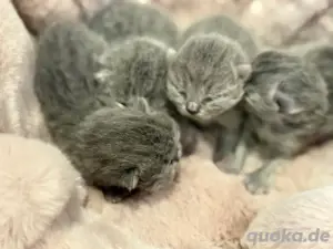 BKH   BLH Kitten mit Stammbaum 