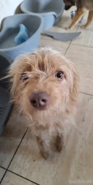Süße Daisy sucht ein Zuhause  Bild 3