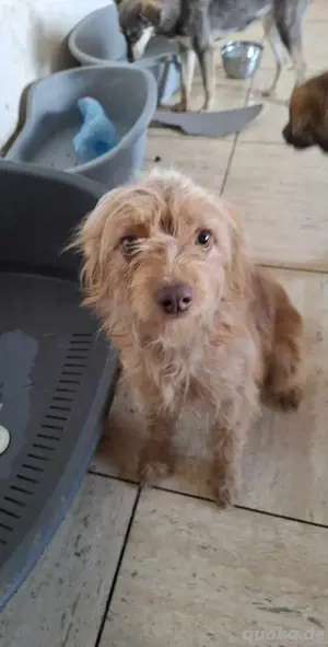 Süße Daisy sucht ein Zuhause 